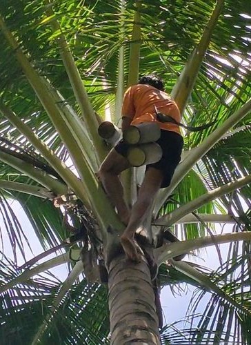 Natural Sugar Indonesia